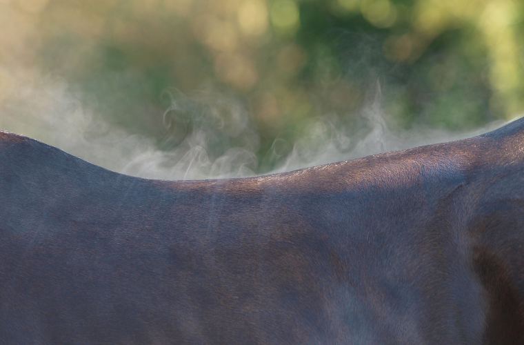 sueur cheval mue